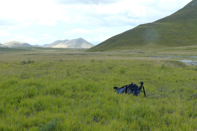 Le belle Epipactis sulle praterie di Campo Imperatore (AQ)  luglio 2025.